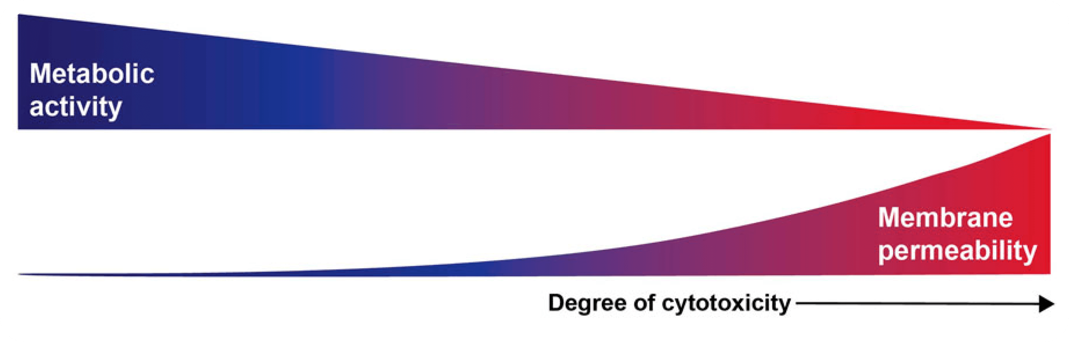 Cytotoxicity & Viability Assays