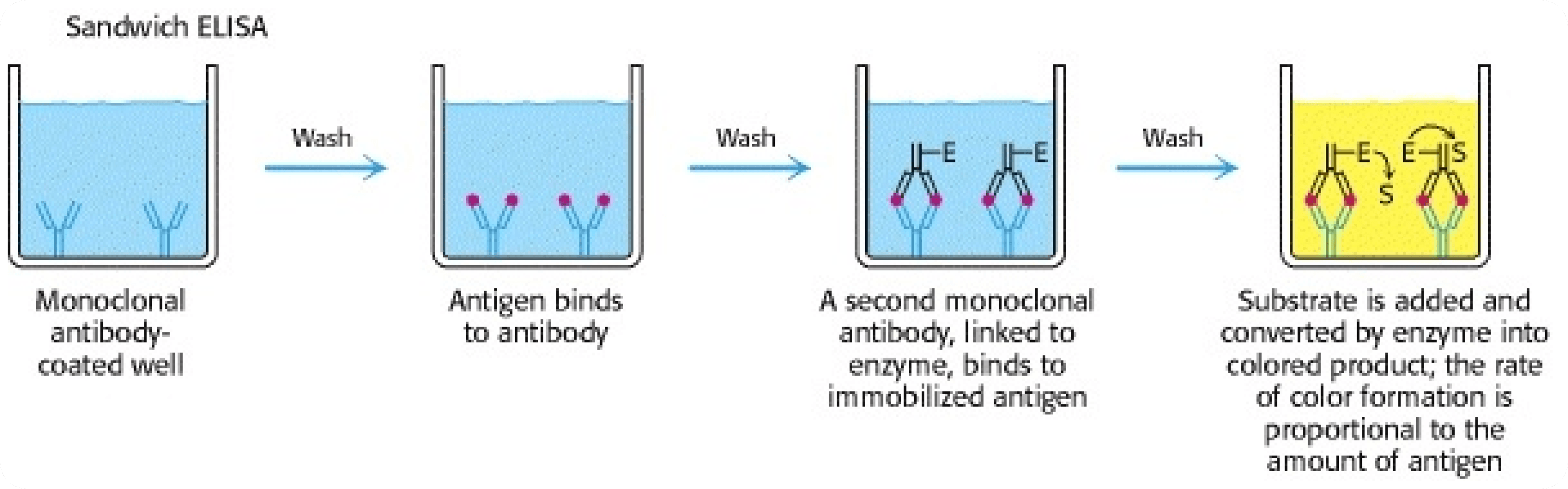 Cell-Based & Mechanistic Molecular Assays