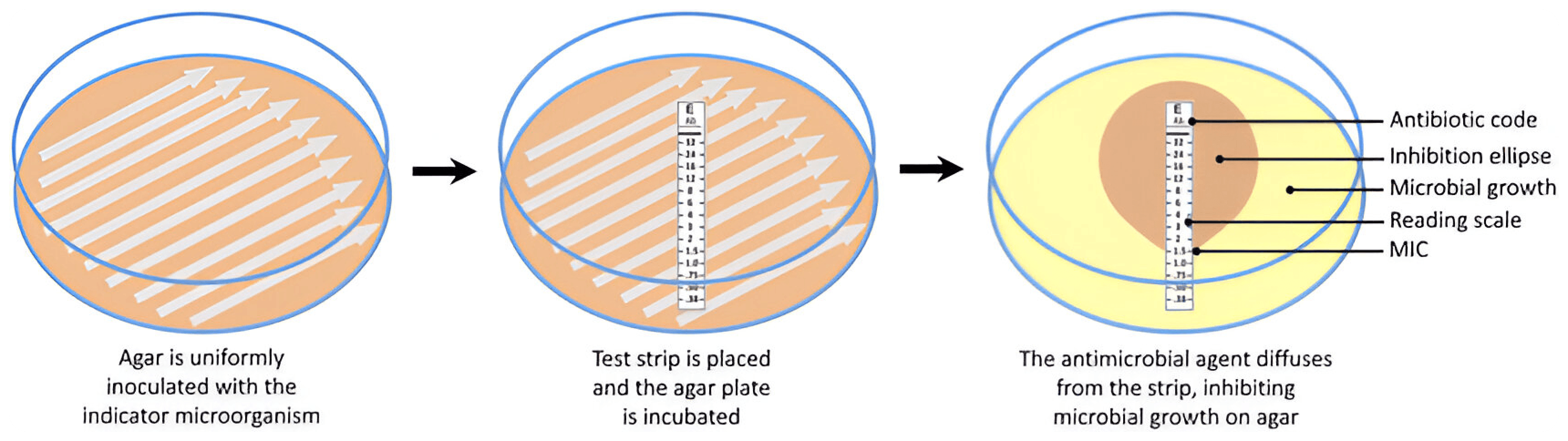 Advanced Microbiology In Vitro Assays