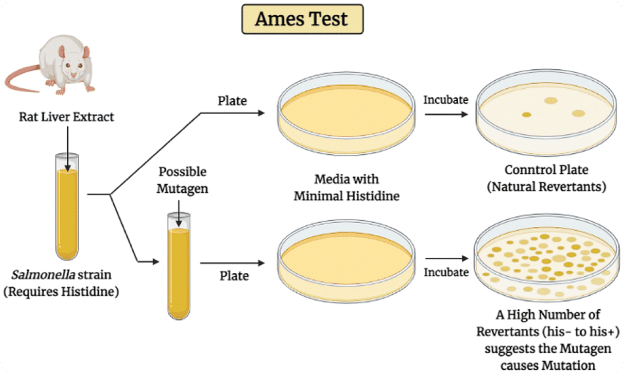 Genotoxicity & Mutagenicity Testing