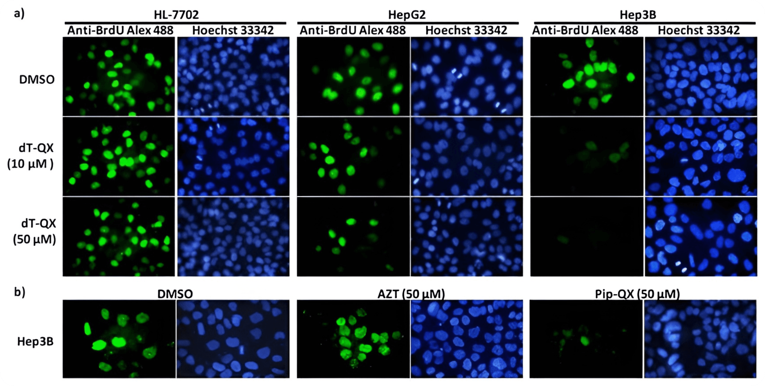 Cell Proliferation & Cycle Analysis