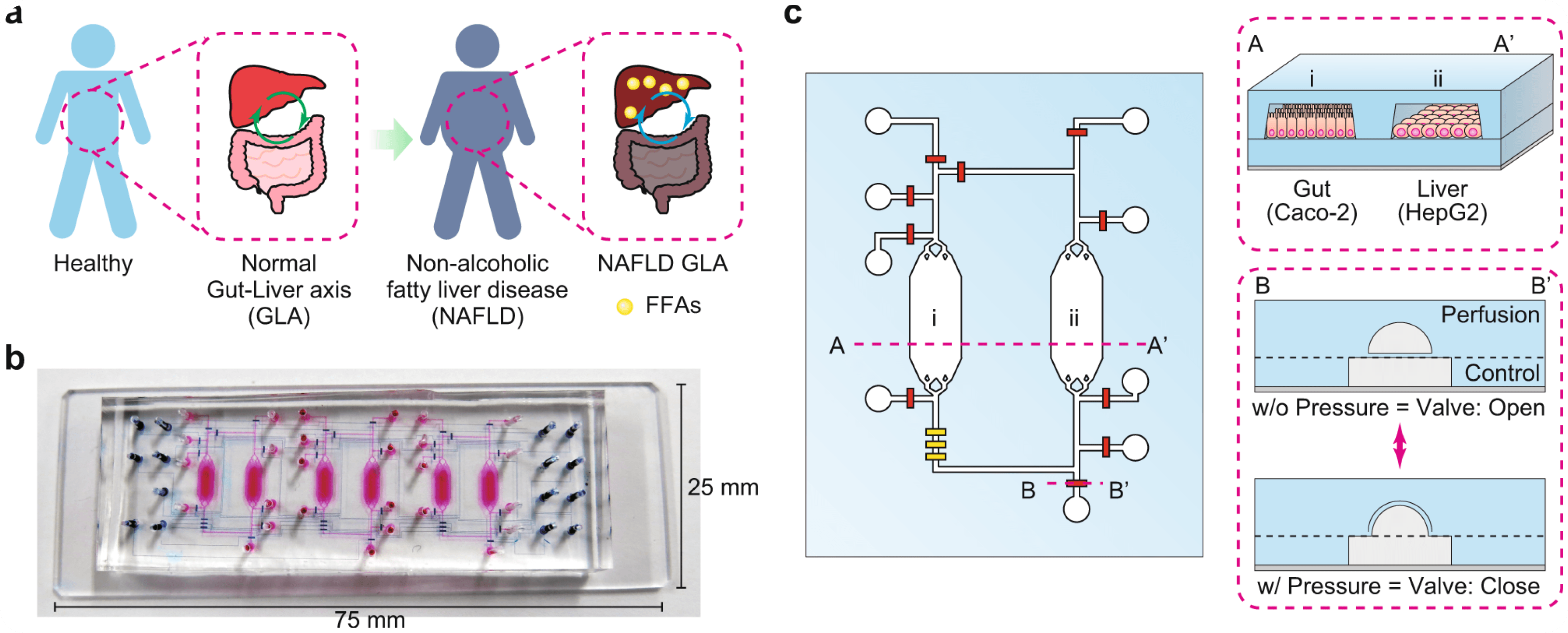Organ-Specific Toxicity Testing