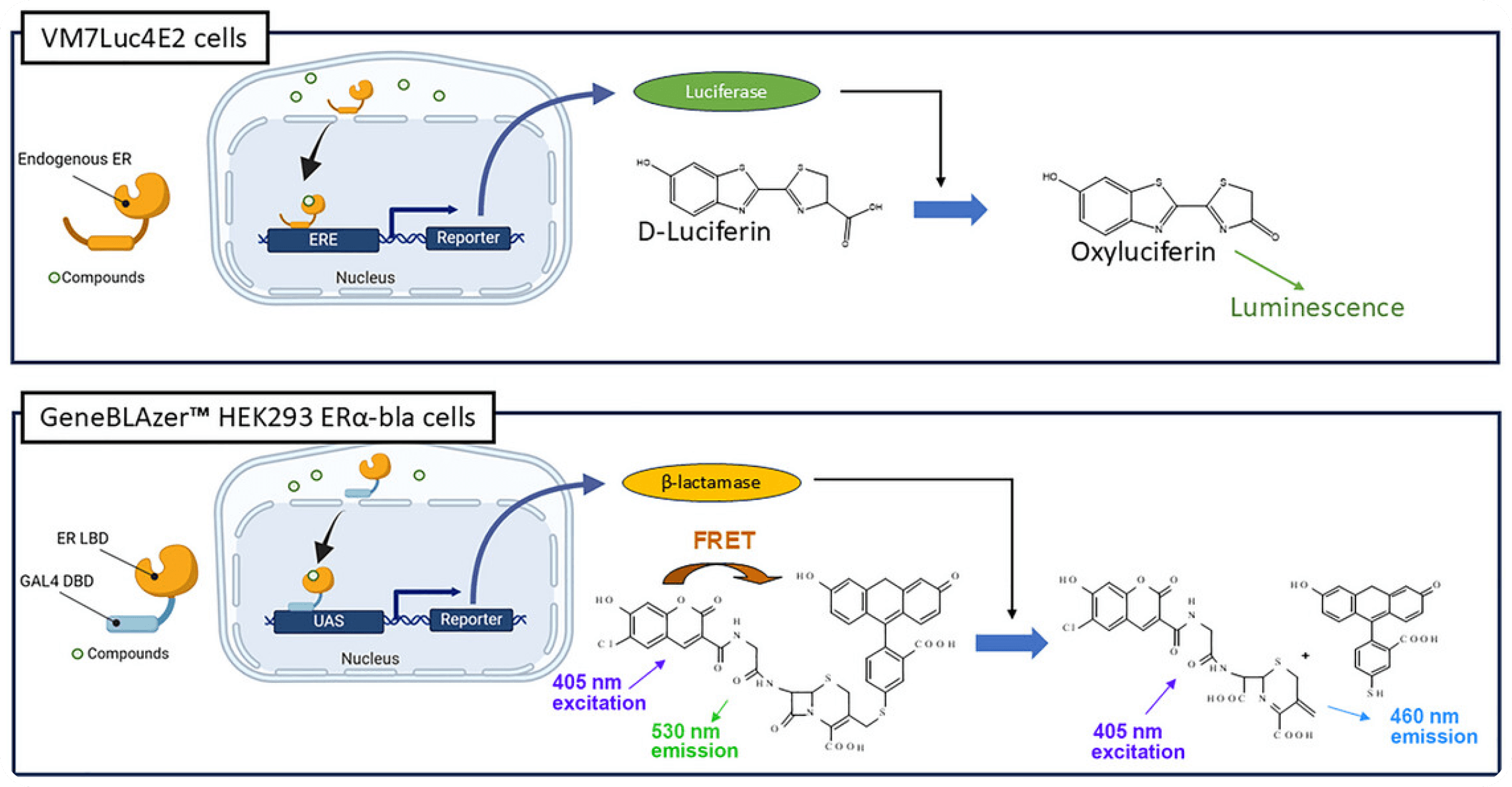 Developmental, Endocrine, & Reproductive Toxicity Testing