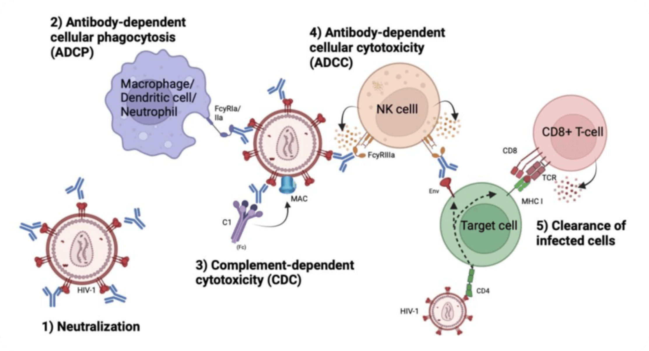 Immunotoxicity & Effector Response