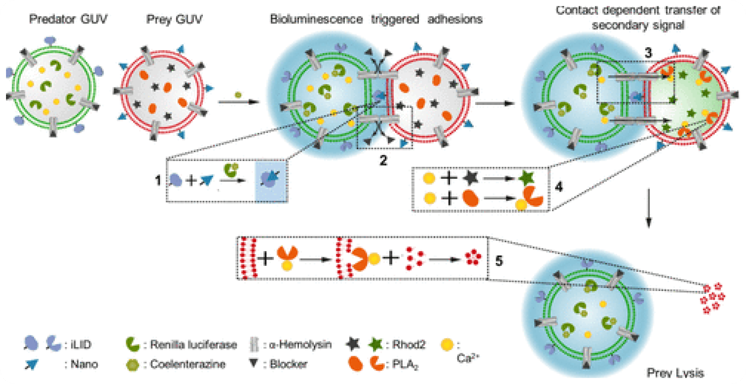 Cell Migration, Invasion & Adhesion Assays