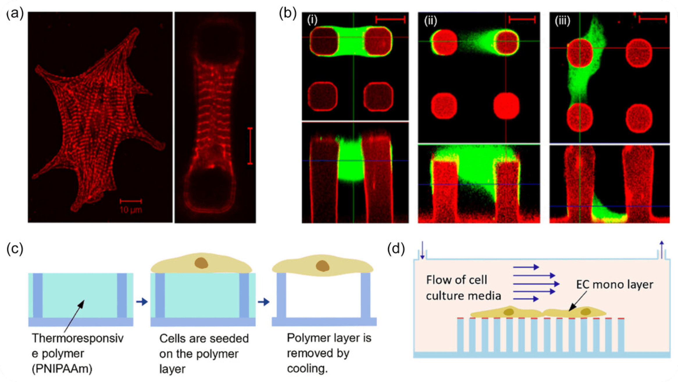 Mechanosensing & Force Transduction