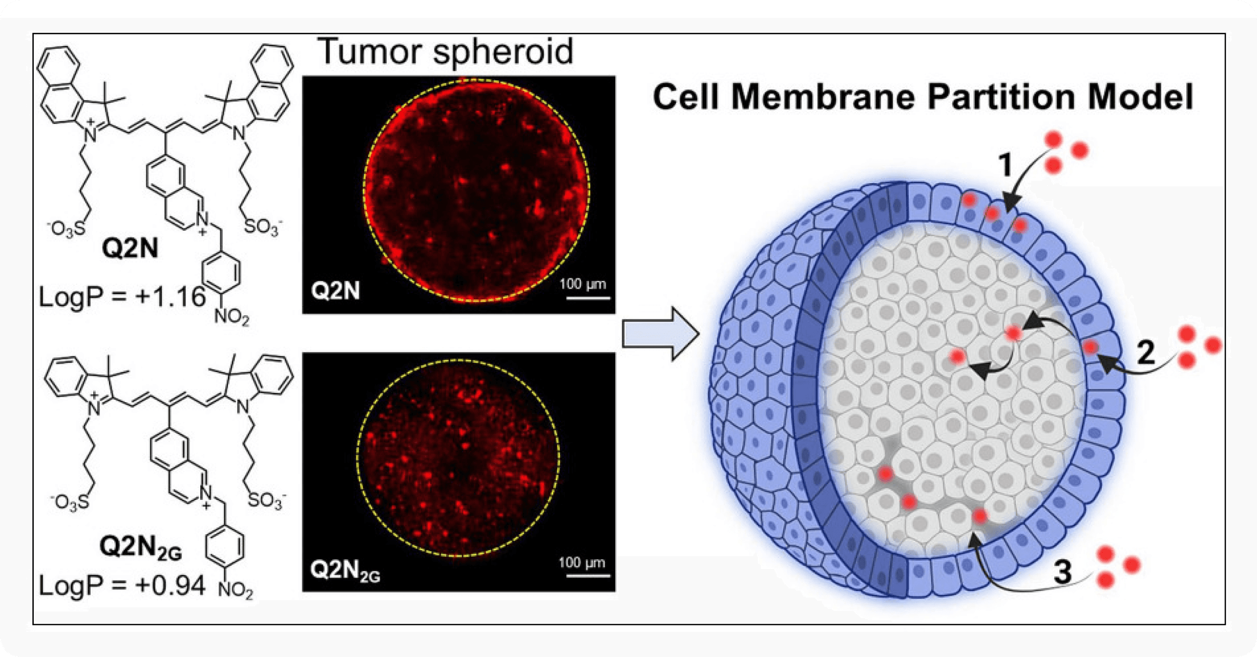 3D, Organoid & Microphysiological Systems